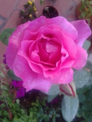 rose.jpg (42768 Byte)